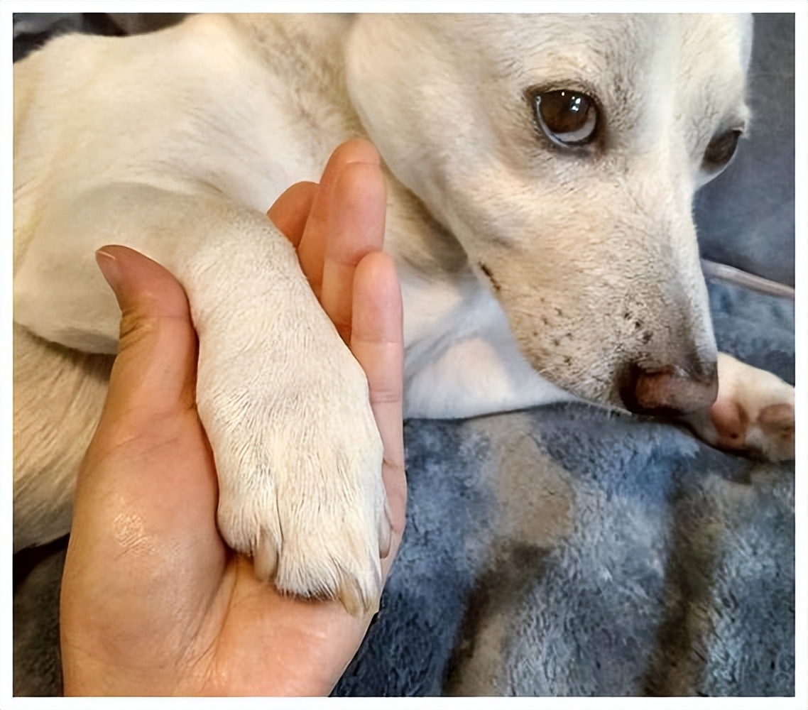 When you touch a dog's paw, it resists, not because it hates you, but