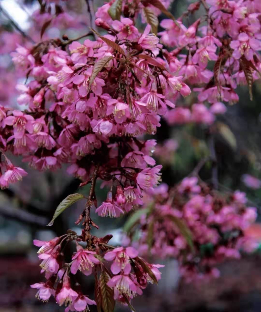 Flowers can be seen everywhere on the streets of Yunnan, "blooming to