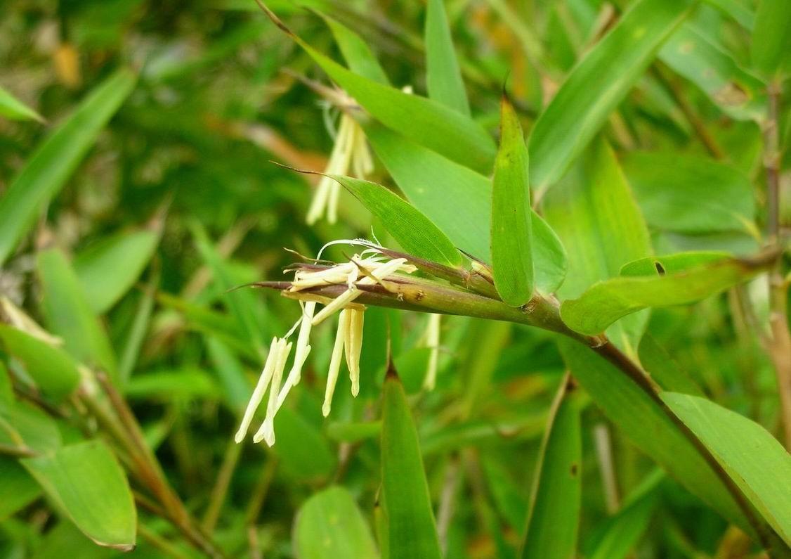 Oriental Magic Rice evolves into a bamboo rice giant, with a fragrant 2 ...