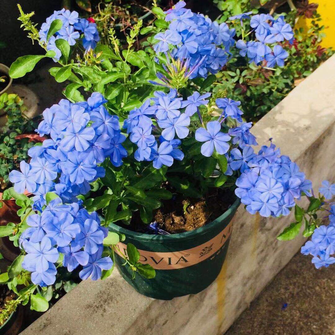 6 kinds of small cheap flowers, really cheap, a few dollars to raise a small garden, it will