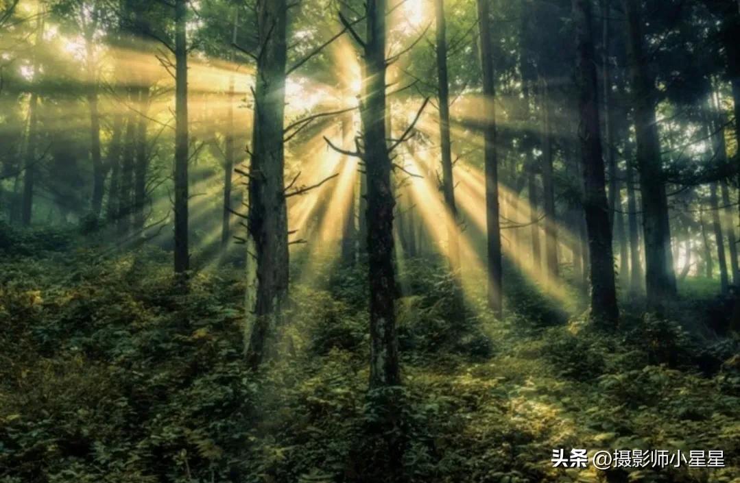 怎麼拍攝神奇的丁達爾光?學會拍出夢幻大片! - 頭條匯