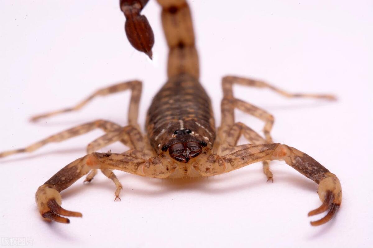 Do scorpions eat locusts? Why do scorpions like to eat locusts, and