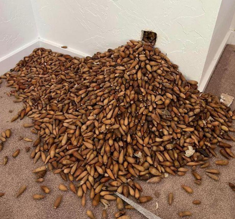 It took 5 years, 2 little birds hoarded more than 300 kilograms of food