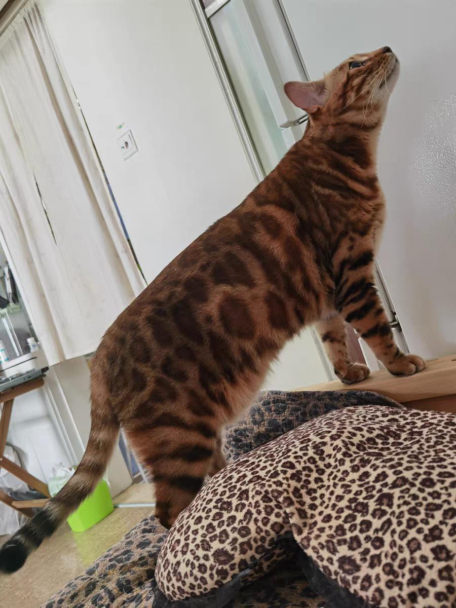 What's the solution to the smelly cat poop?Cats don't really smell like