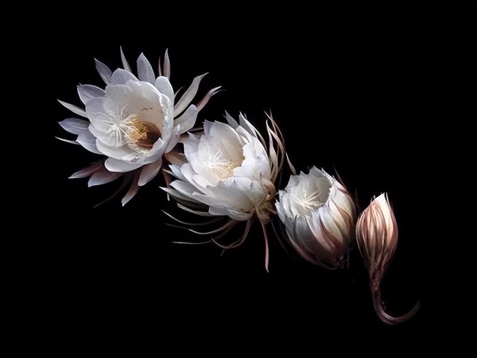 [Flower Knowledge Camp] 5 kinds of flowers that are the most difficult