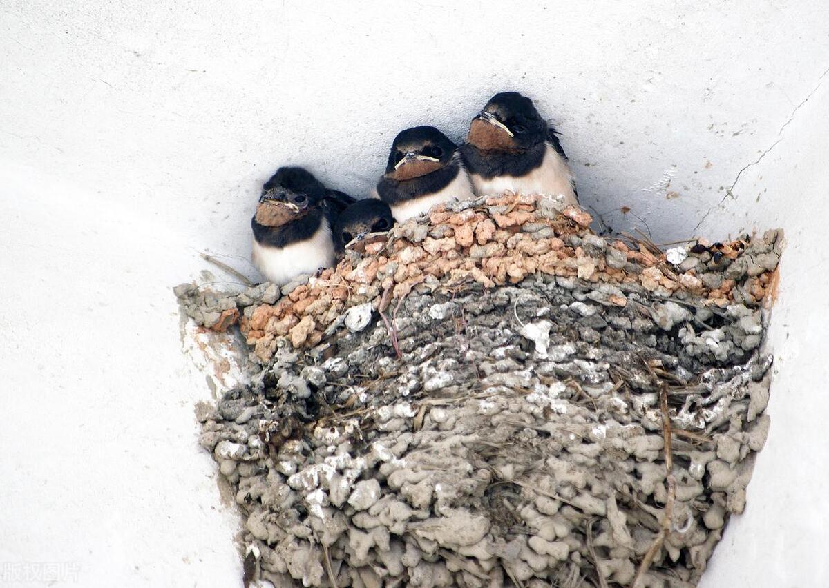 Why do some people have swallow nests under the eaves, but others don't