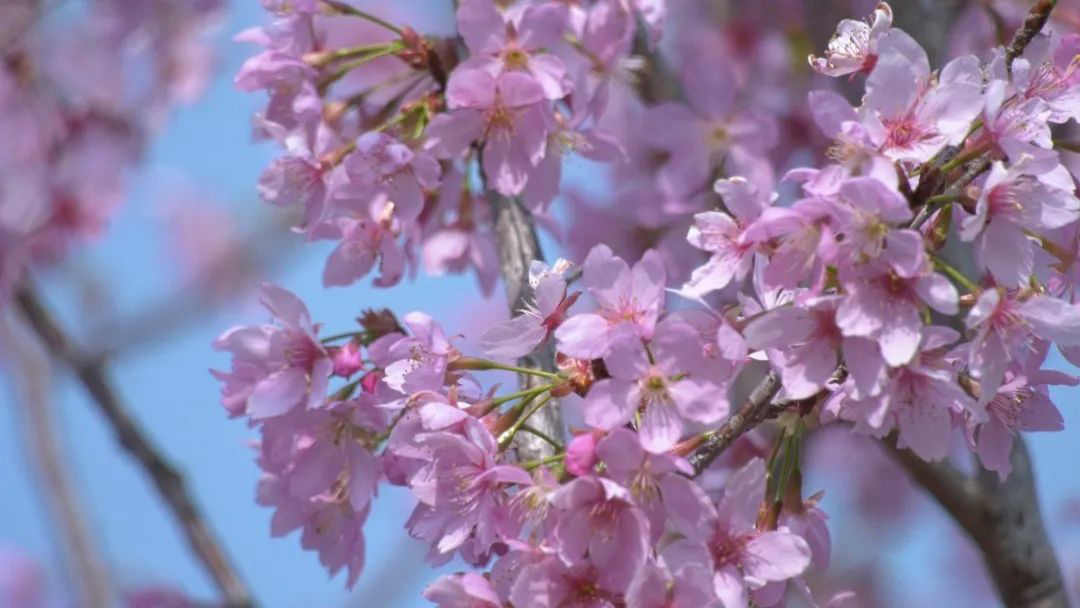 Swallow Nest Ecological Tea Garden in Wuyi Mountain Spring Flowers