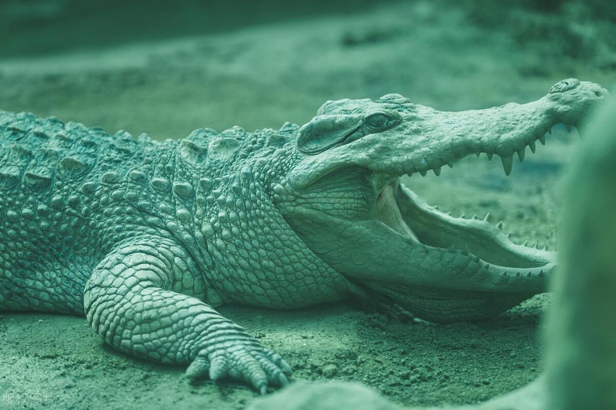 Inventory of the 6 largest reptiles in the world iMedia