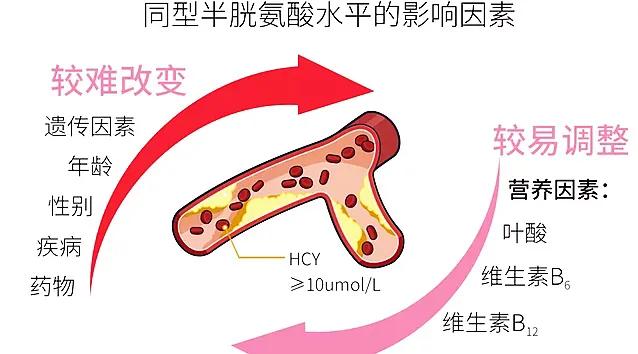 Do you need folic acid for high blood pressure?Who are the most ...