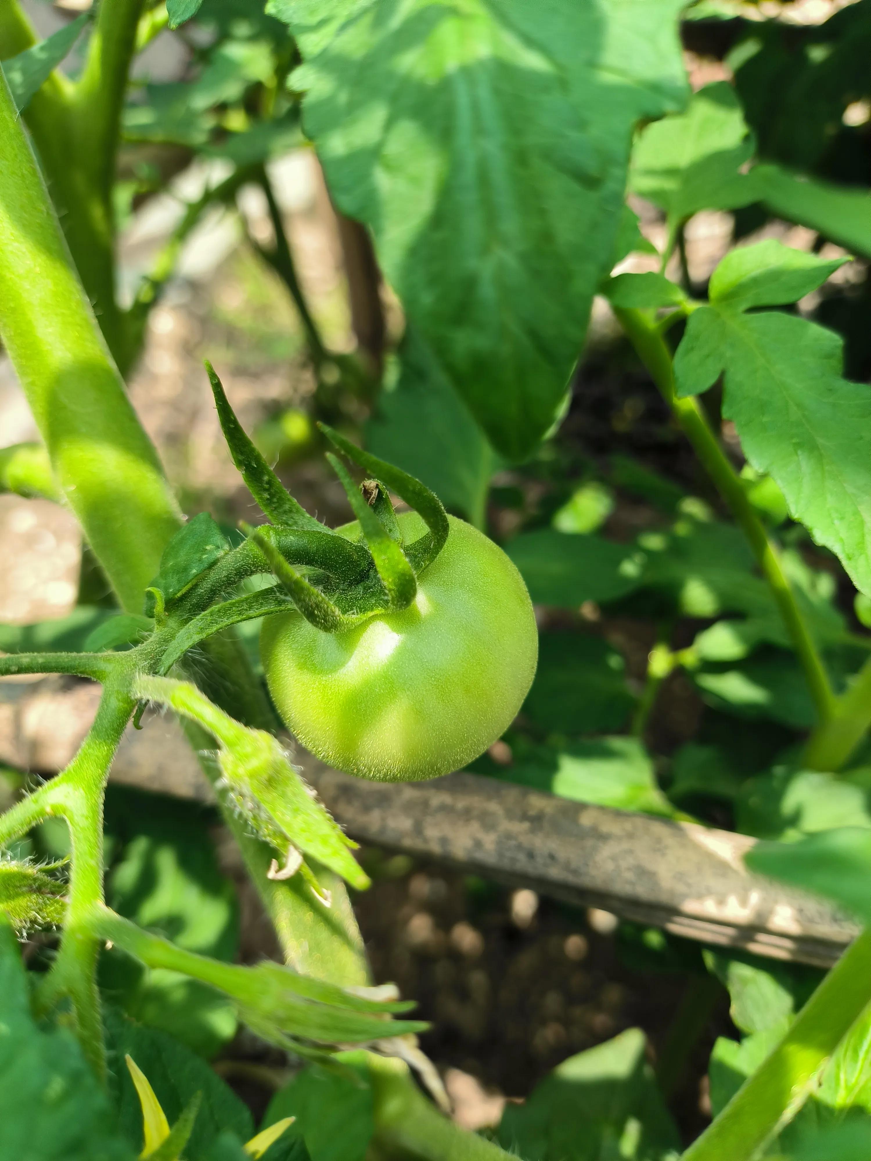How to tell if tomatoes are ripe iNEWS