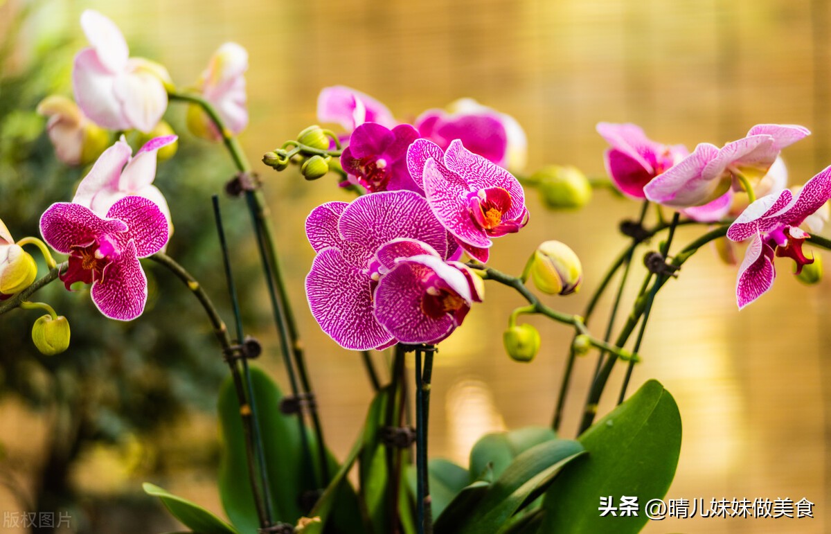 When should I repot my orchids? Do orchids need to be repotted? Be careful it's hypoxic and