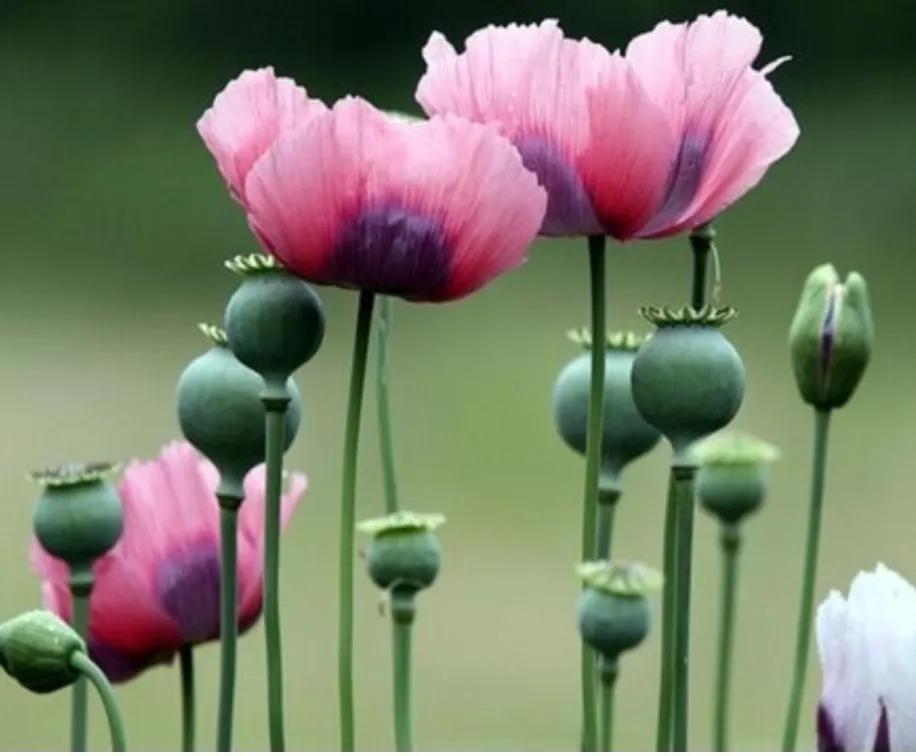 The Four Famous Flowers of the Underworld iMedia