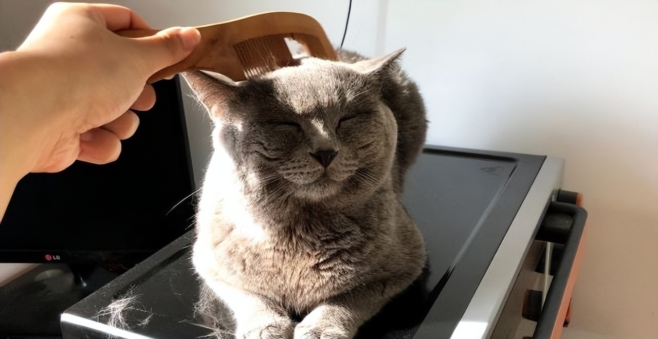 How to help cats regulate their body temperature and avoid getting too