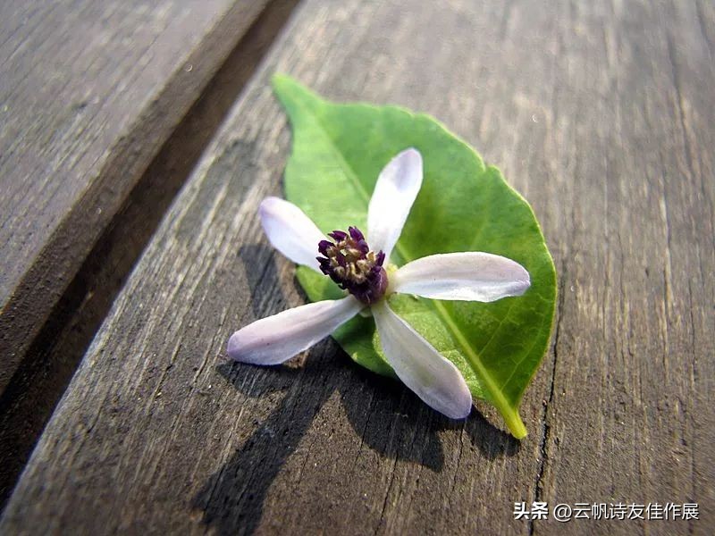 [Famous poet] Zhao Xiumin Huanyun Collection - iMedia
