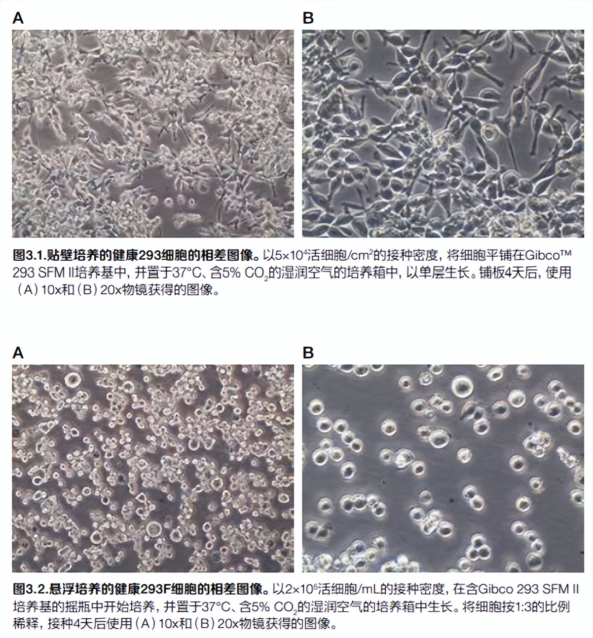 How to keep cells healthy?This cell culture handbook is enough iNEWS