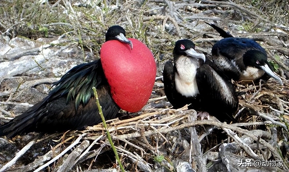 Do you know what kind of birds that bring their own balloons and blow ...