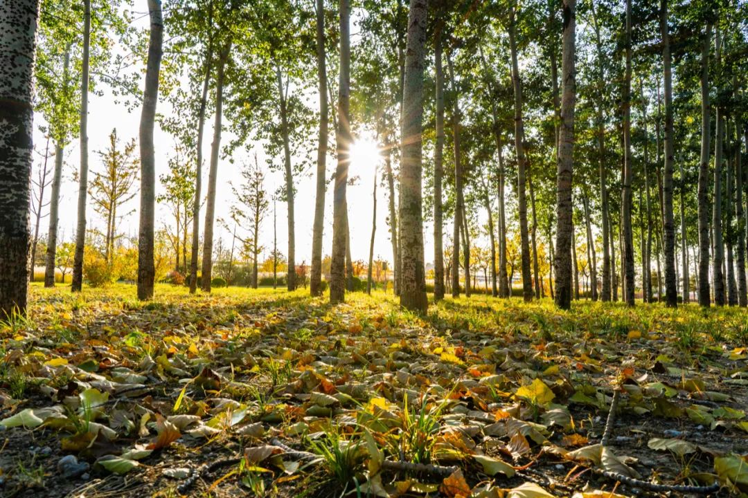 On Kun Peng Reading the Phaedo on the Soul (33) iNEWS