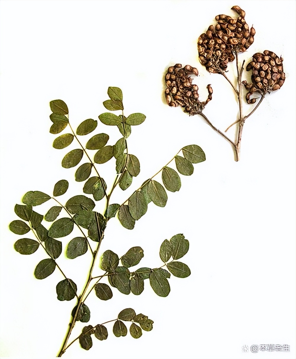 There are three kinds of licorice plants, how to identify them?Japanese