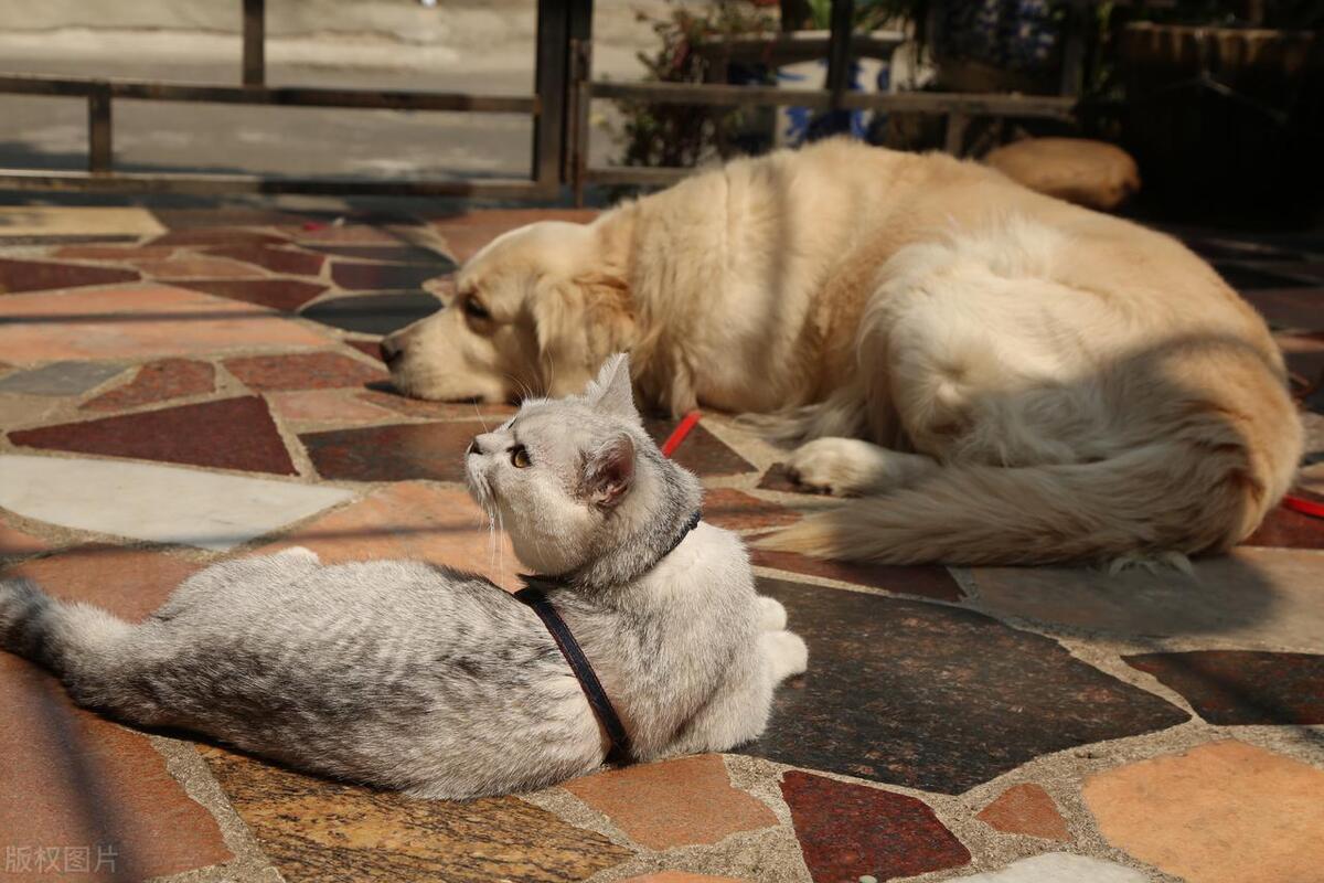 Can asthmatics have cats and dogs as pets? iMedia