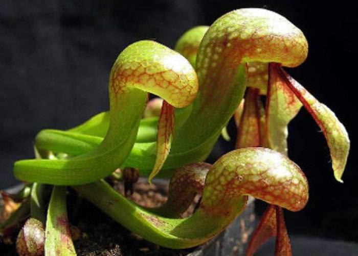 Why do plants eat "meat"? How does a Venus flytrap tell if it's