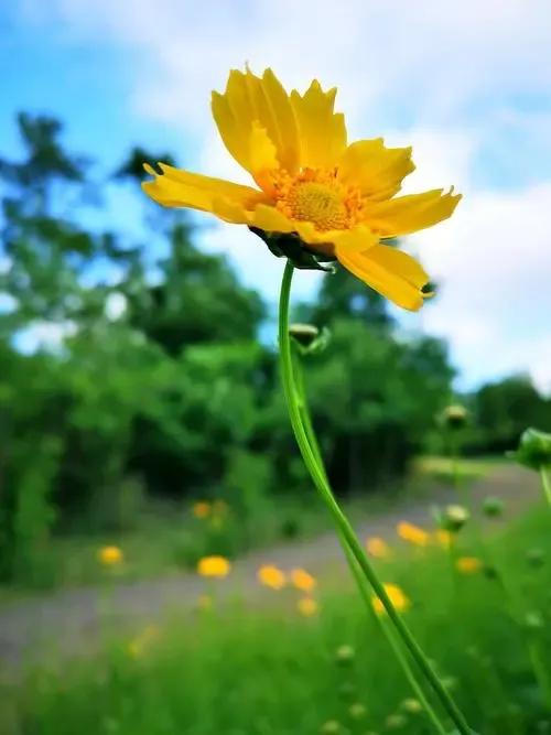 21年 绿汀文学社 天天诗刊 第51期 资讯咖 21年 绿汀文学社 天天诗刊 第51期 资讯咖