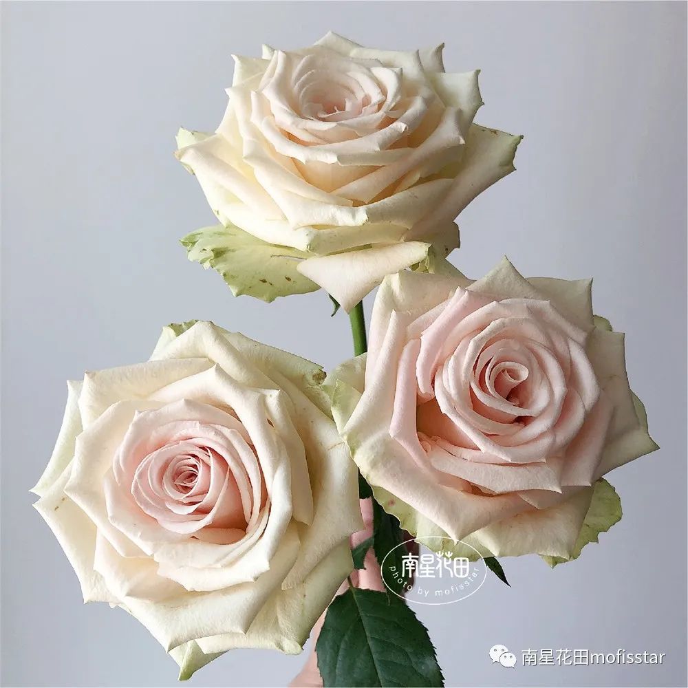 Ms. Susannah Rose · Elegant and graceful iNEWS