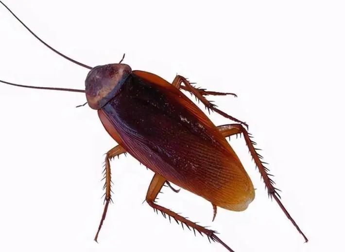 Get rid of cockroaches in your home as quickly as possible with these