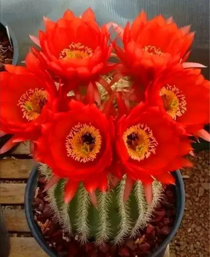 What is the meaning of thorn bulbs blooming? iNEWS