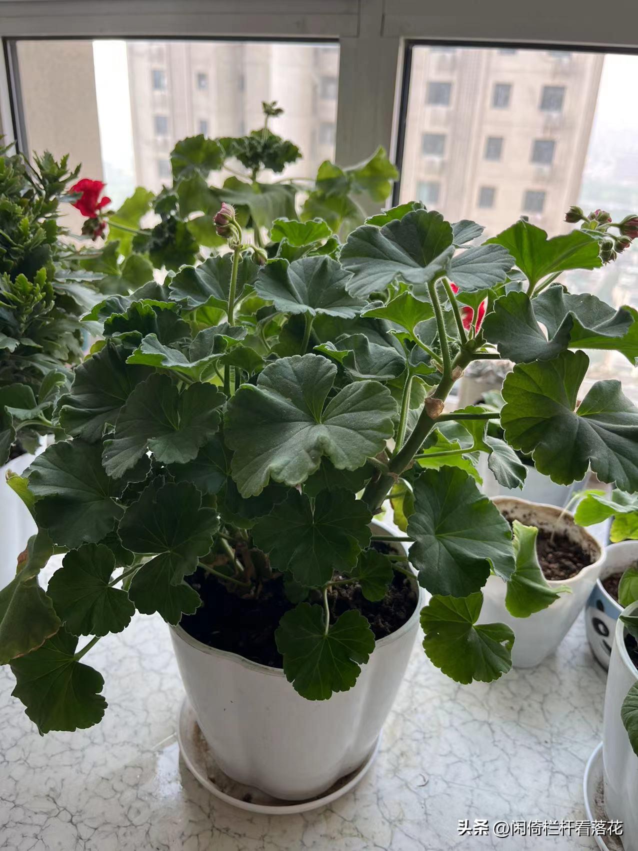 Why do we need to fertilize flowers and plants? iMedia