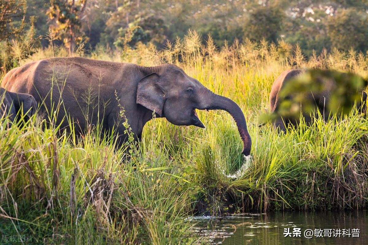 Why is an elephant's trunk so long? - iMedia