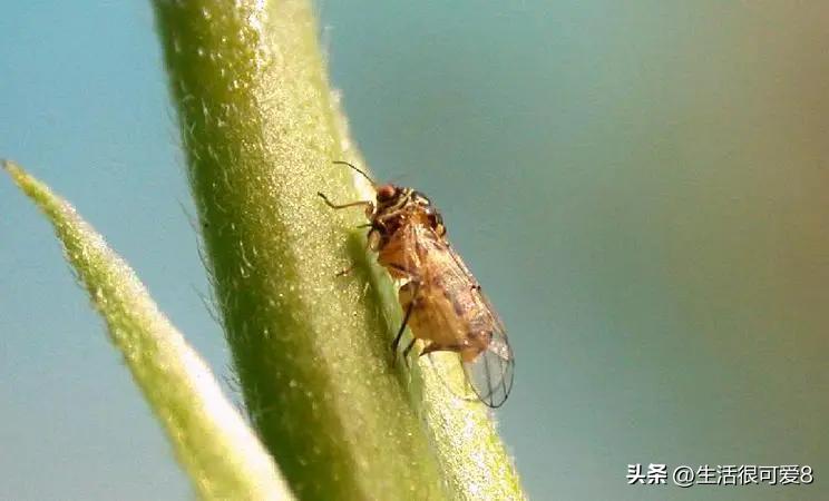Secrete Insect Professional Professor Reveals the Secret: Platanus psyllid - the most ...