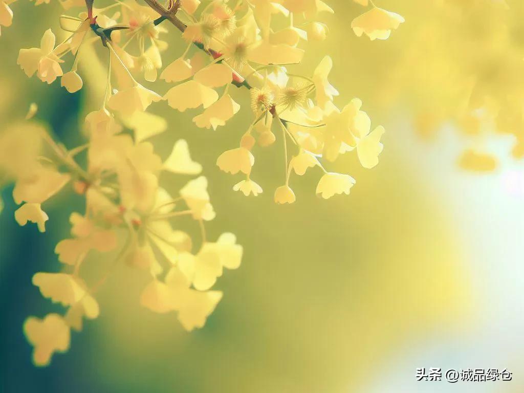 The Ginkgo Tree Bloom Mystery Why Do They Bloom in Spring and Summer