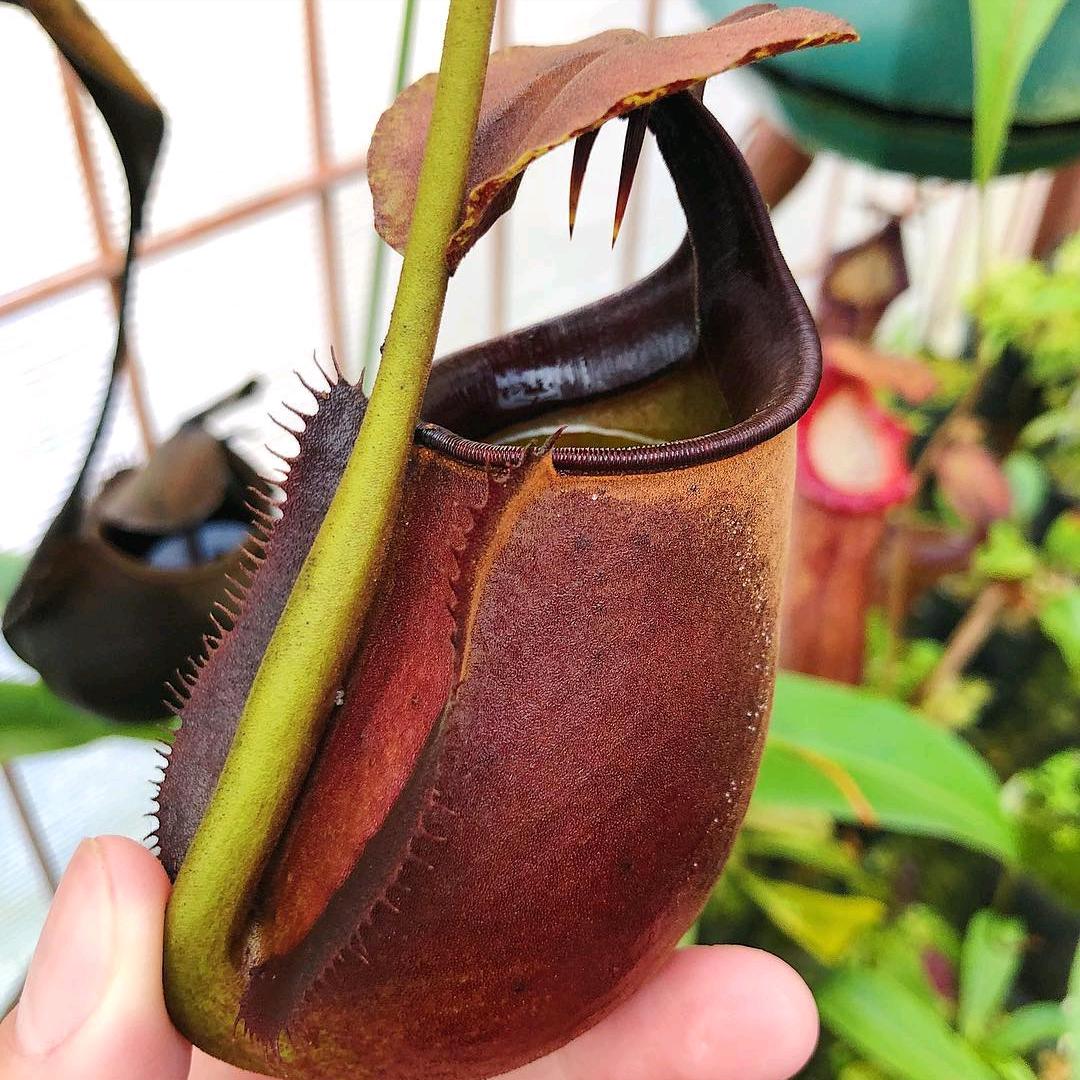 Do plants actually eat meat? Uncovering the unique hunting methods of five carnivorous plants