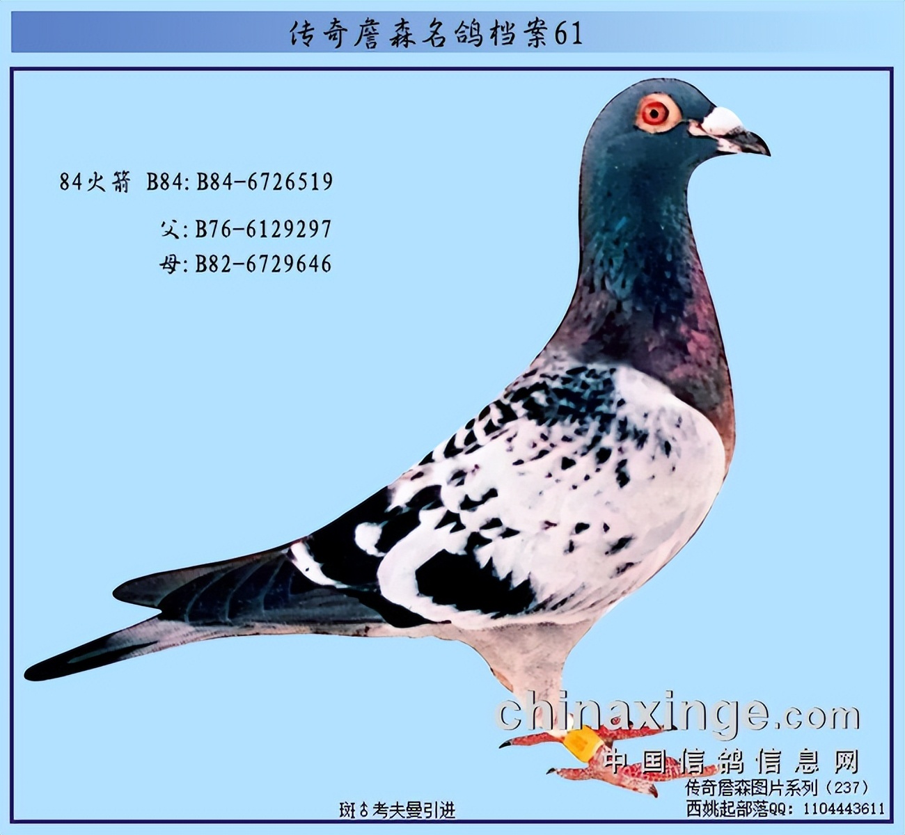 Odd Janssen Famous Pigeon Profile Gerhard Koopman's Rocket 84 - iMedia