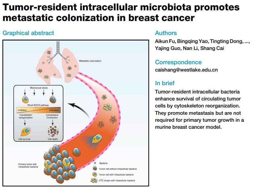 Chinese scientists confirm for the first time that bacteria can promote ...