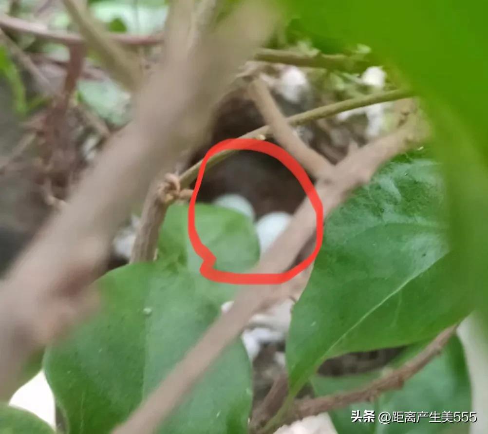 A pair of birds built a nest on the balcony, laid eggs and hatched