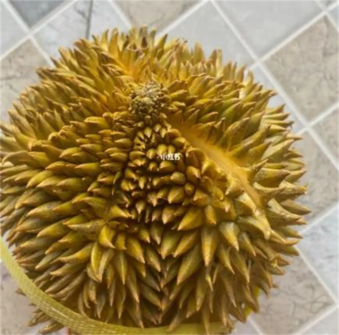 How many days does it take for unopened durians to ripen? Durian to buy ...