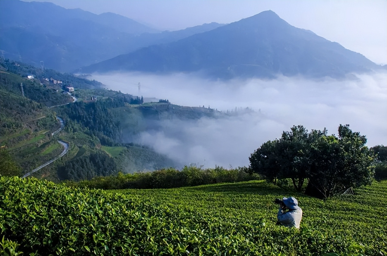 Inheritance and development of Beiyuan tea culture - iMedia