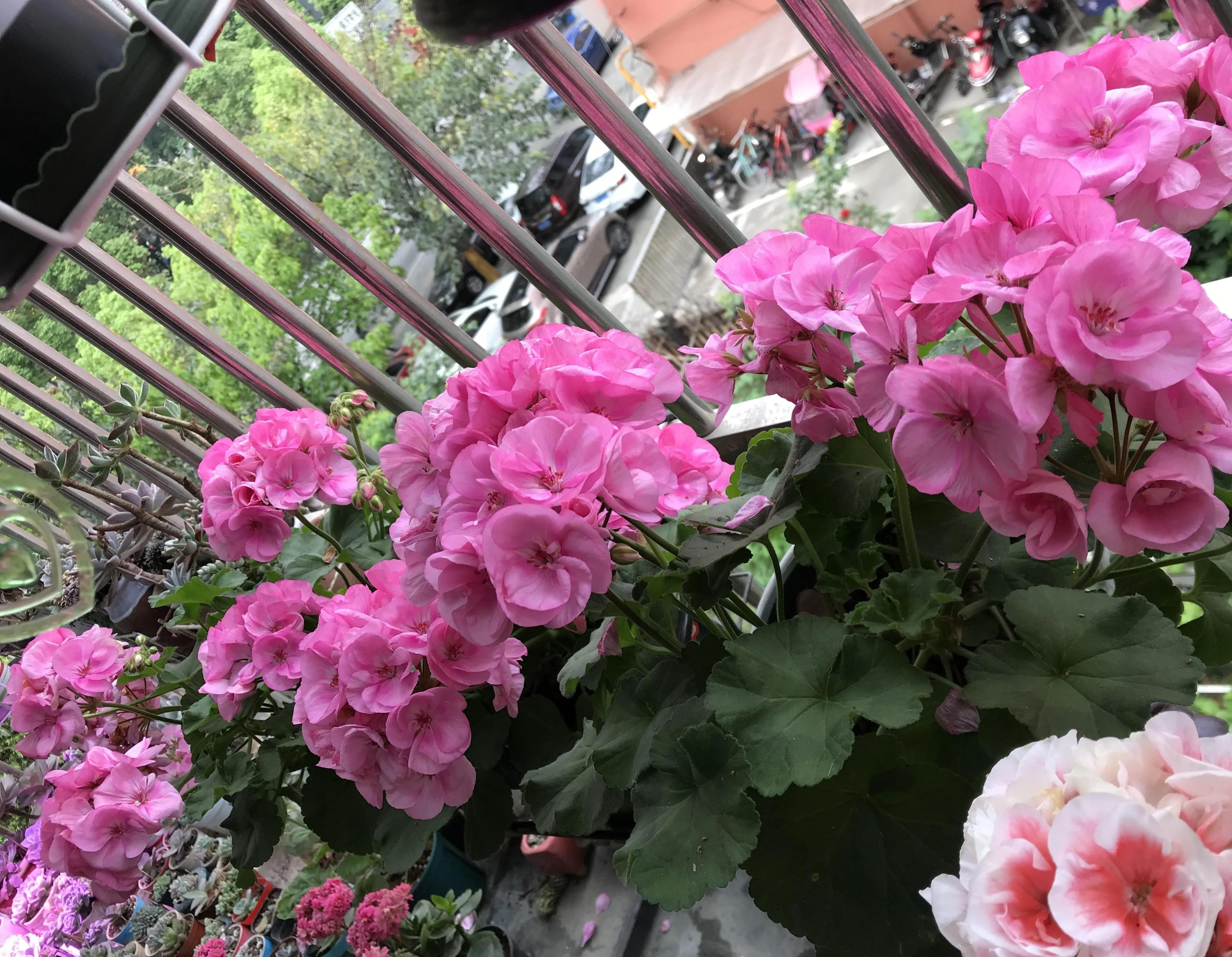 If you like flowers, grow "healthy flowers". If you have a sick person