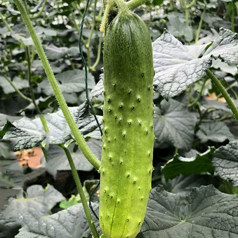 Autumn cucumbers are still too late to plant!These two delicious and