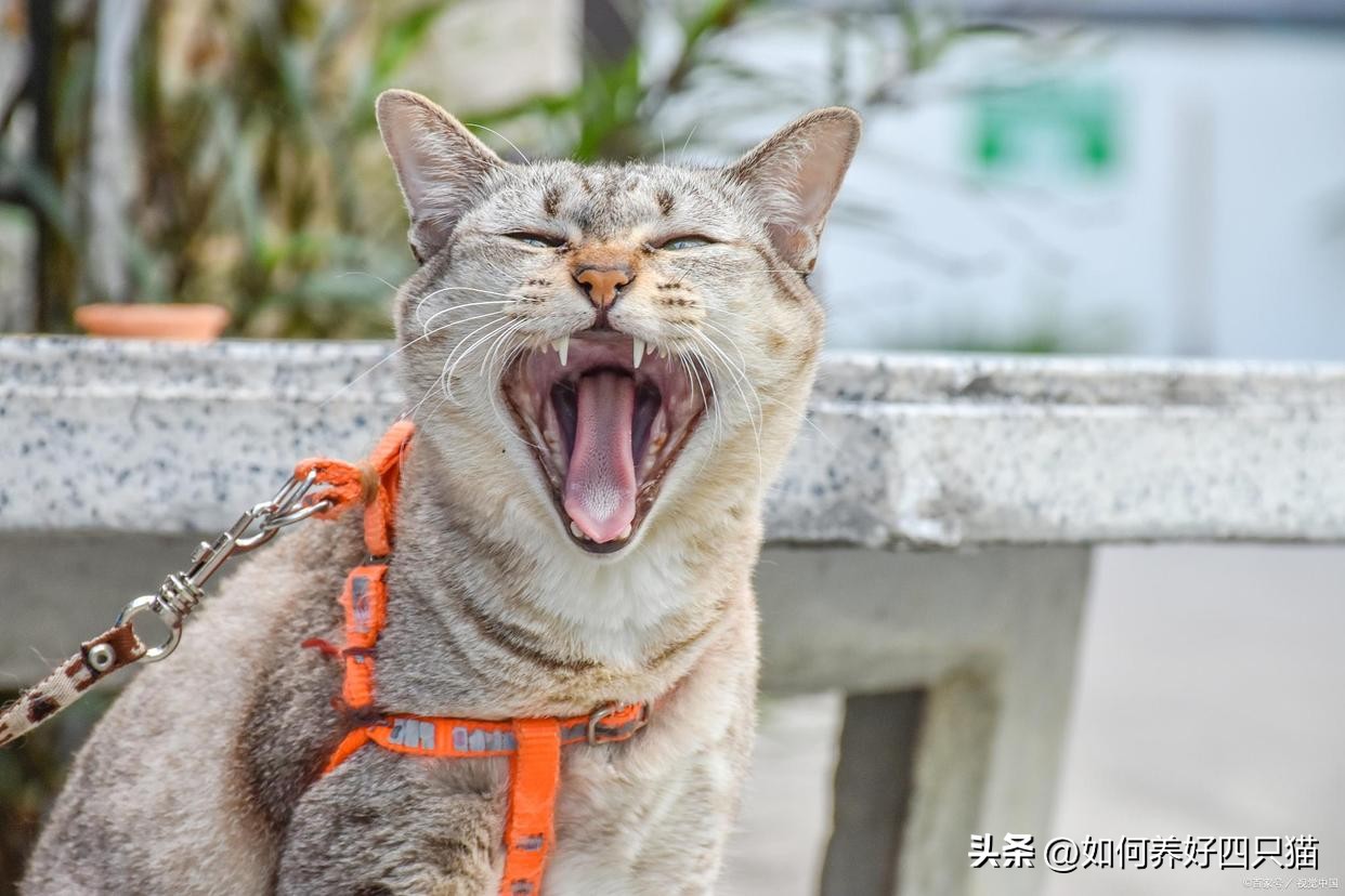 What should I do after picking up a cat?How can I bring my cat home