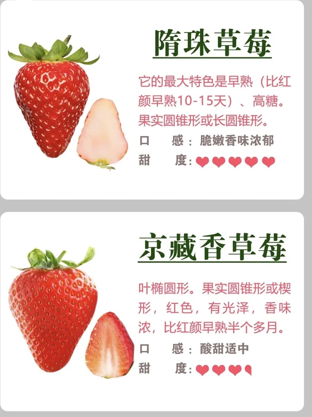 "Strawberry Manual" The difference between the nutritional value and
