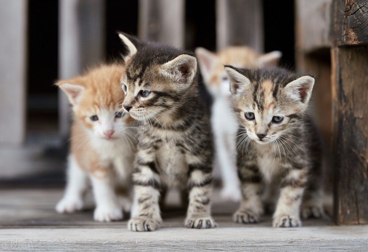 How should I feed a stray kitten that is 13 months old?Teach you how