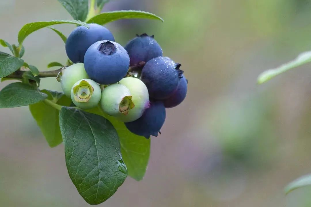 Come to Kuocang Mountain to eat "bilberry" and feel the sweetness of the pulp iNEWS