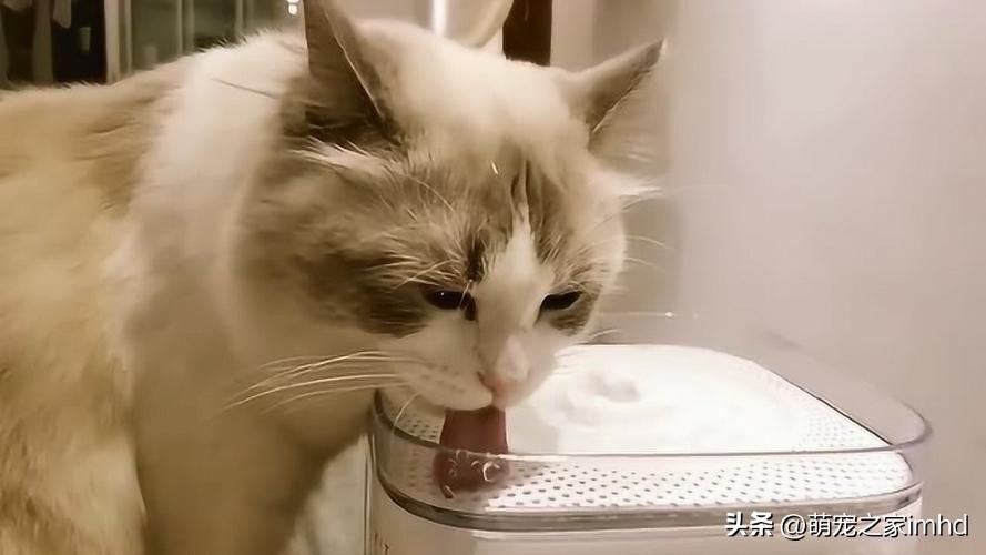 How much water should a cat drink a day? iMedia