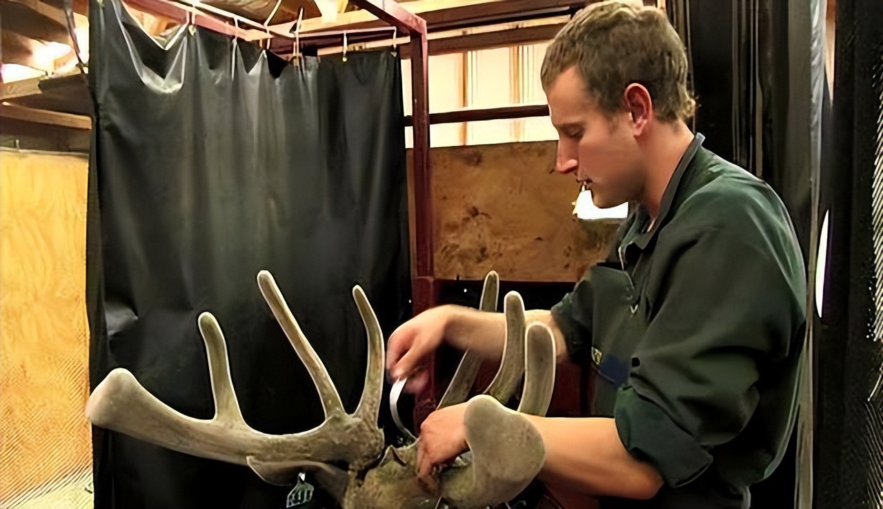 Deer antlers fall off naturally every year. Why do humans prefer to cut the antlers instead of