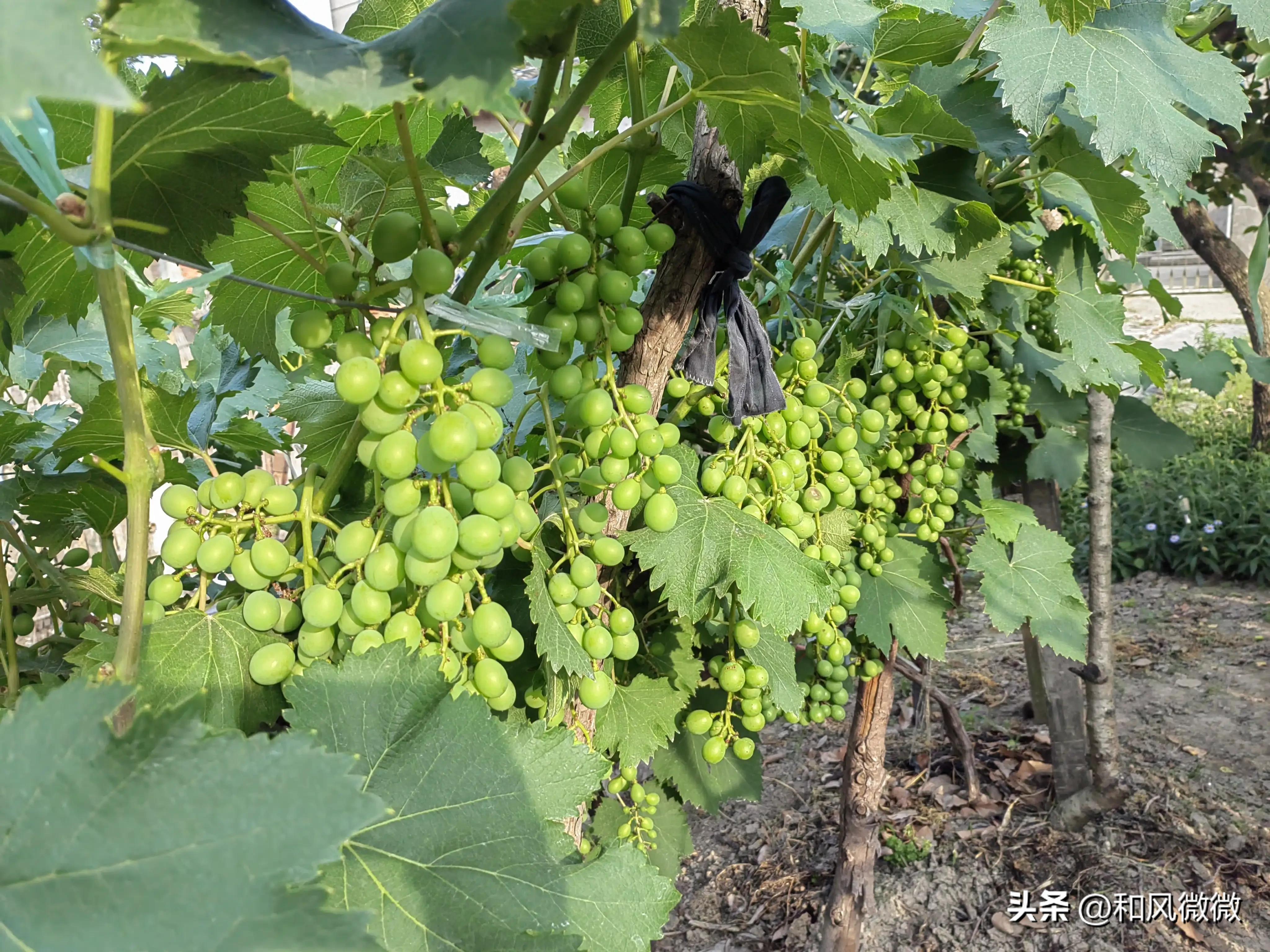 Green crystal clear grapes full of joy iNEWS