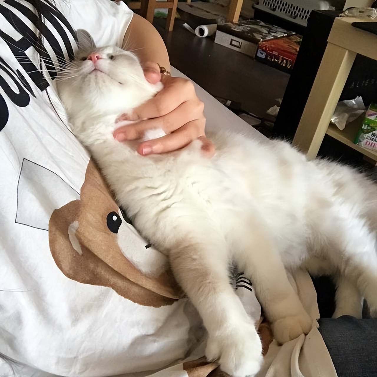 The reason why cats like to sleep next to their owners is not