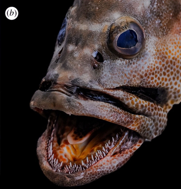 Small Tooth Fish Deliciousness begins with teeth! Learn more about the different ...