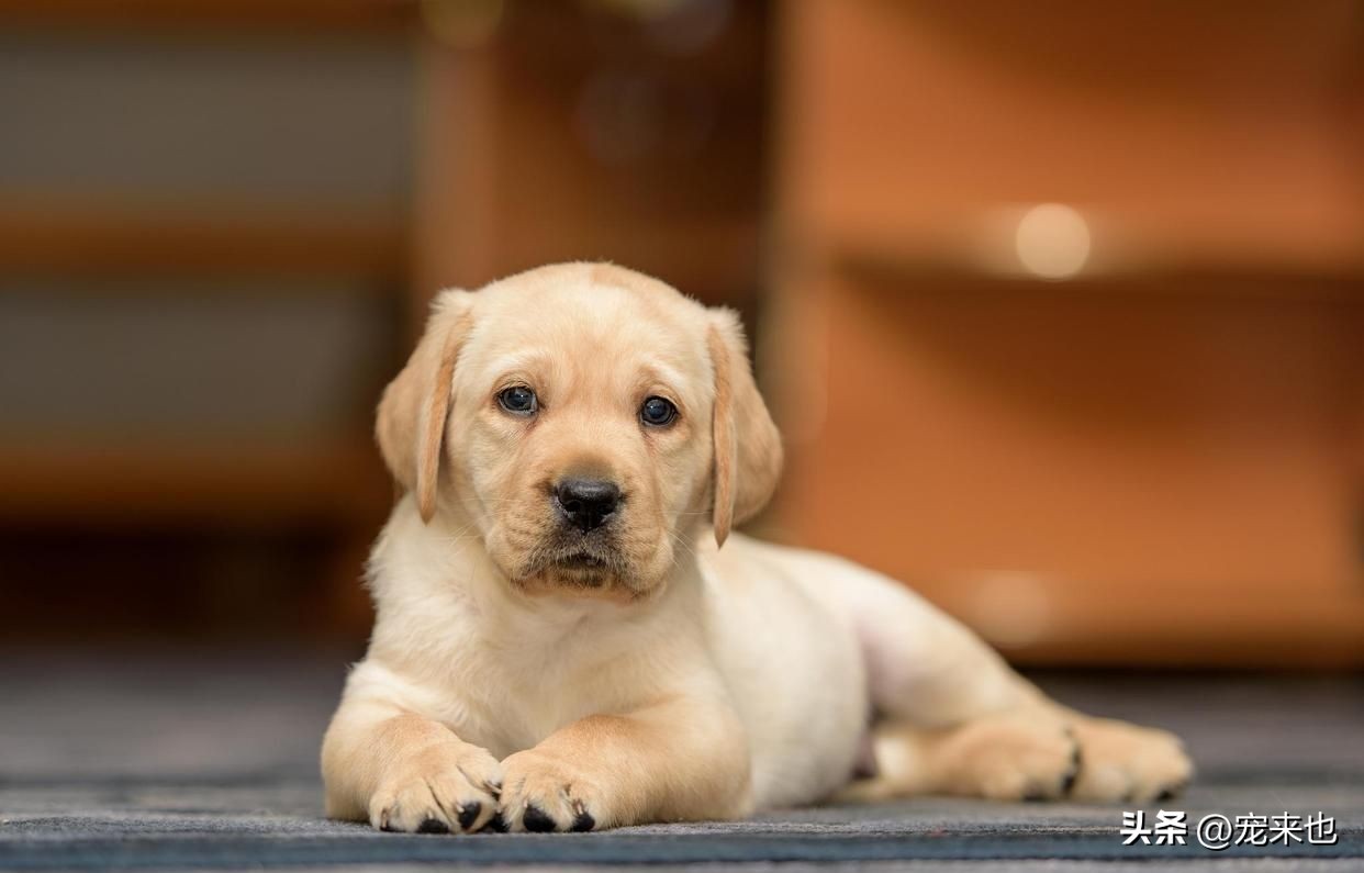 The reason why dogs keep shaking their heads and ears iNEWS